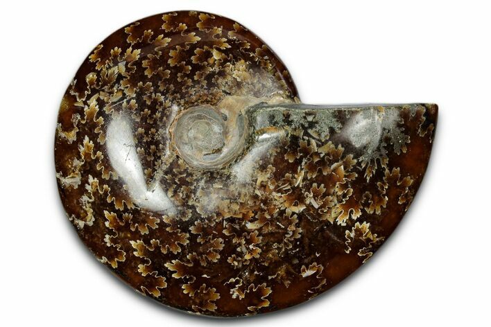 Polished Ammonite (Cleoniceras) Fossil - Madagascar #339163